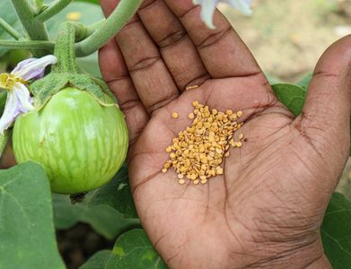 Brinjal Billu